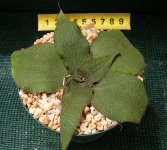 Ledebouria ovatifolia-var-scabrida